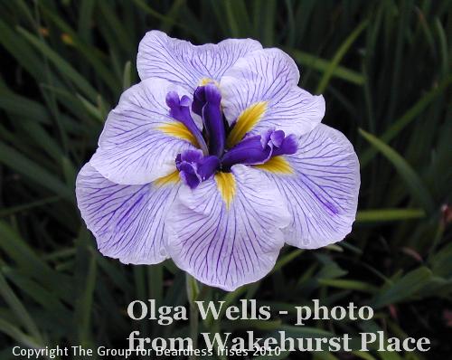 Olga Wells - photo from Wakehurst Place